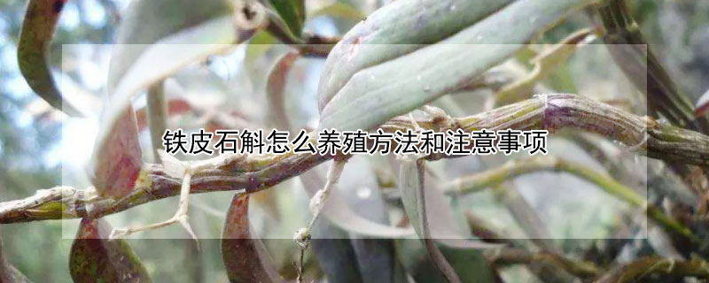 铁皮石斛怎么养殖方法和注意事项 铁皮石斛怎么养殖方法和注意事项视频