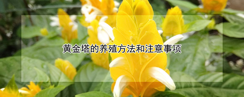黄金塔的养殖方法和注意事项 黄金塔的养殖方法和注意事项视频