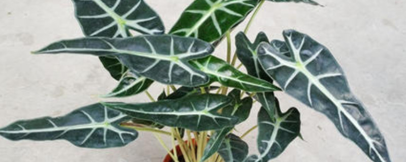 小仙女植物怎么养 小仙女植物怎么养护