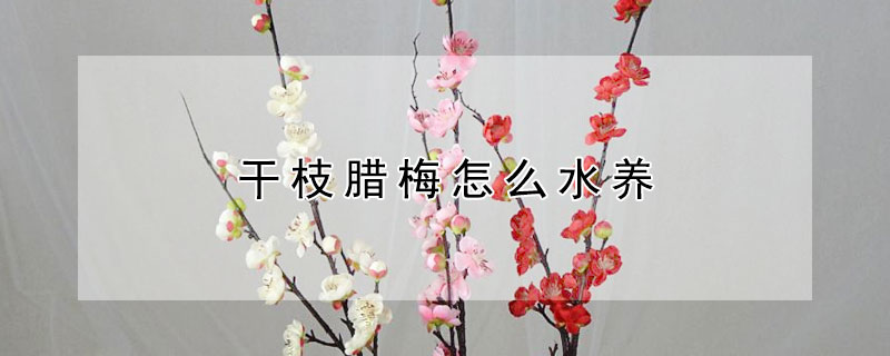 干枝腊梅怎么水养（干枝腊梅怎么水养才能开花）