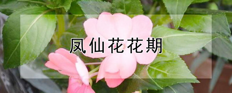 凤仙花花期 凤仙花花期多长时间