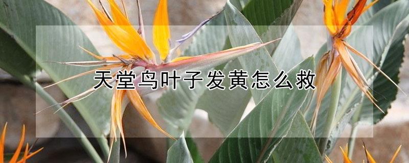 天堂鸟叶子发黄怎么救（天堂鸟叶子发黄怎么救治视频）