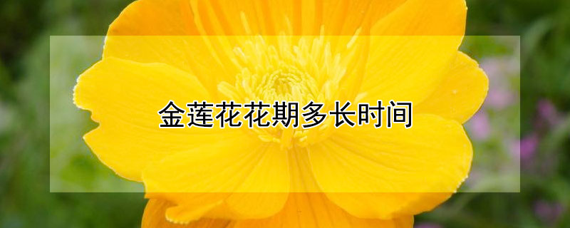 金莲花花期多长时间（金莲花花期多长时间开一次花）