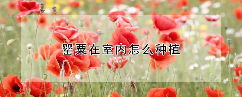 罂粟在室内怎么种植 罂粟在室内怎么种植发芽