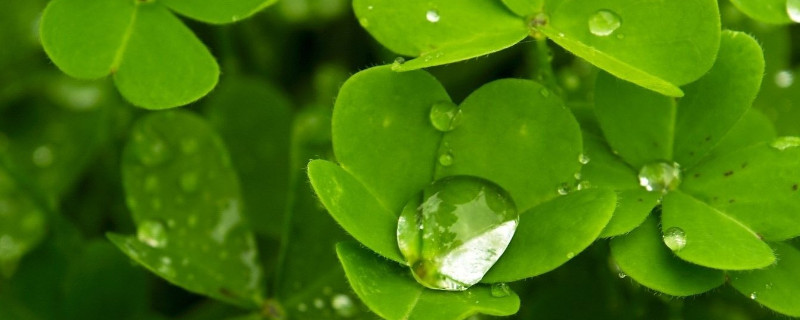 炸酱草的养护和种植 醡浆草盆栽怎么种植