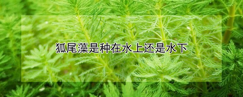 狐尾藻是种在水上还是水下（狐尾藻可以在水下生长吗）