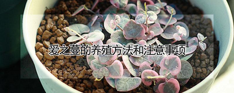 爱之蔓的养殖方法和注意事项（爱之蔓的养殖方法和注意事项有哪些）