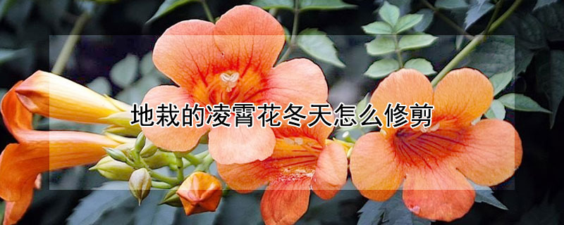 地栽的凌霄花冬天怎么修剪（地栽凌霄花怎么过冬天）