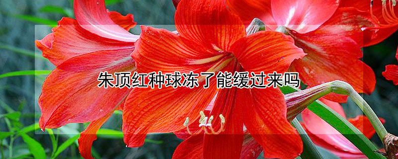 朱顶红种球冻了能缓过来吗（收到的朱顶红种球冬天能种吗）