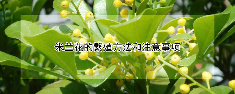 米兰花的繁殖方法和注意事项 米兰花的繁殖方法和注意事项图片