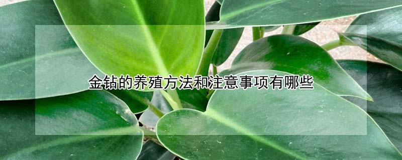 金钻的养殖方法和注意事项有哪些 金钻最正确的养殖方法