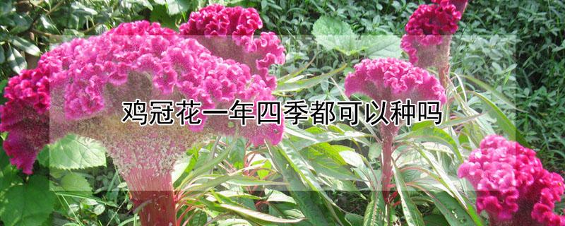 鸡冠花一年四季都可以种吗（鸡冠花一年四季都可以种吗视频）