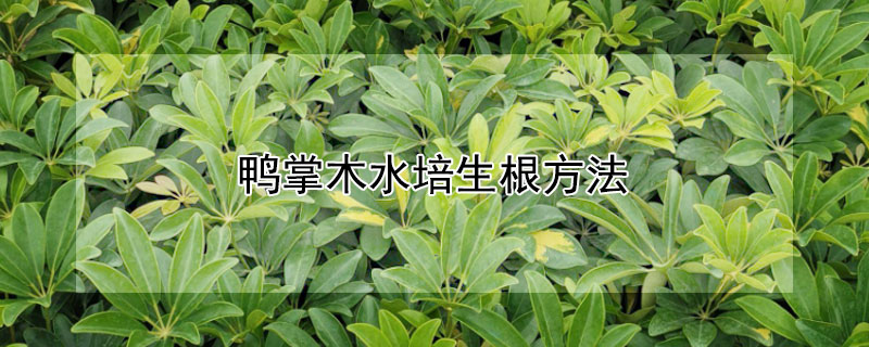 鸭掌木水培生根方法（鸭掌木水培生根方法视频）