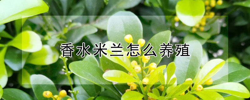 香水米兰怎么养殖（香水米兰怎么养殖的）