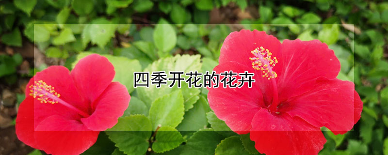 四季开花的花卉（适合庭院种植的四季开花的花卉）