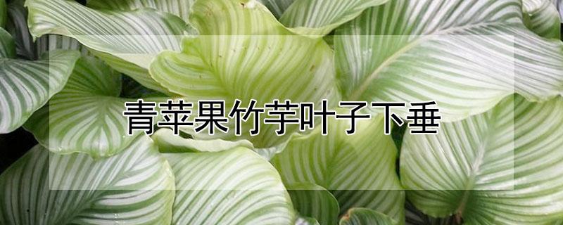 青苹果竹芋叶子下垂（青苹果竹芋叶子下垂是什么原因）