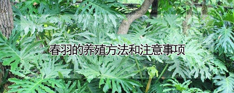 春羽的养殖方法和注意事项（春羽的养殖方法和注意事项图片）