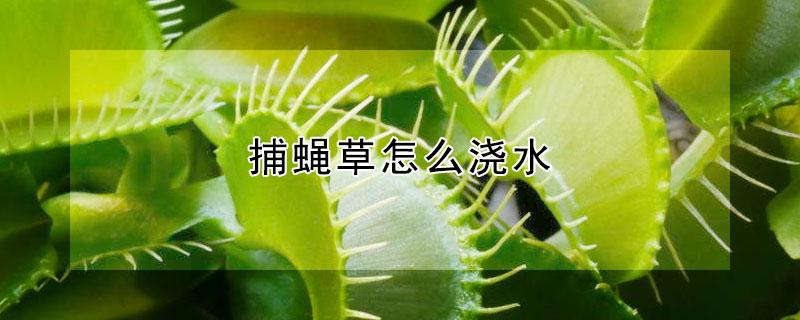 捕蝇草怎么浇水（捕蝇草怎么养才能爆盆）