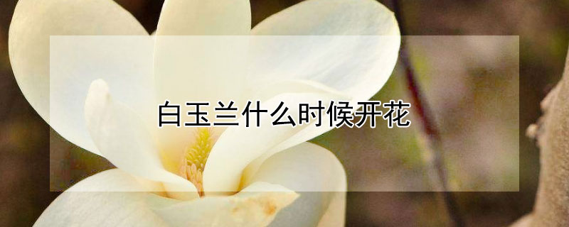 白玉兰什么时候开花（白玉兰什么时候开花哪个季节）