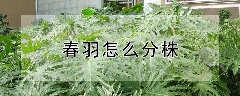 春羽怎么分株 龙鳞春羽怎么分株