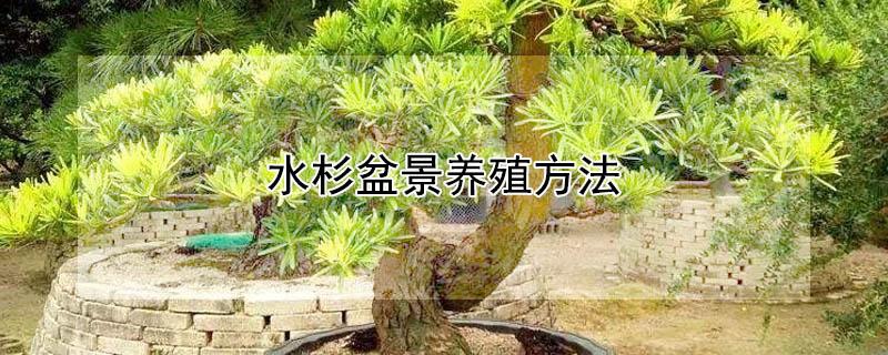 水杉盆景养殖方法（水杉盆景的养殖方法）