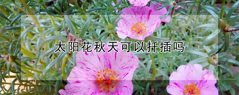 太阳花秋天可以扦插吗 太阳花秋天可以扦插吗图片