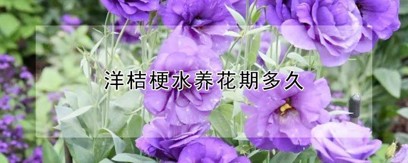 洋桔梗水养花期多久（洋桔梗的水养）