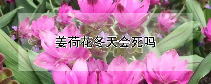 姜荷花冬天会死吗 姜荷花冬天会死吗图片