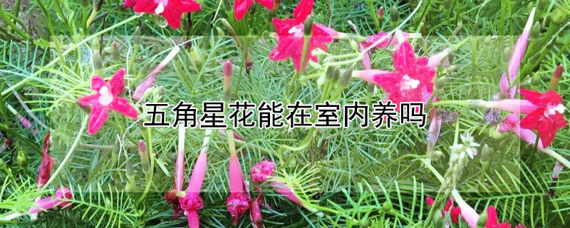 五角星花能在室内养吗 五角星花能在室内养吗视频