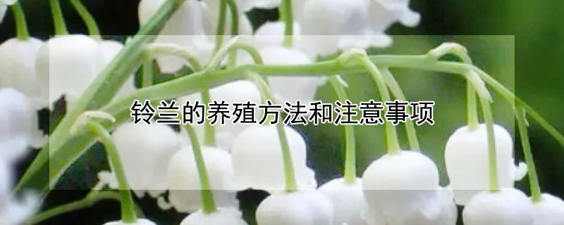 铃兰的养殖方法和注意事项 铃兰的养殖方法和注意事项视频