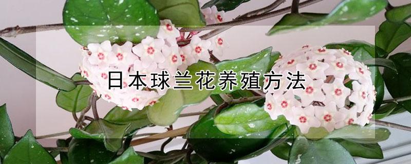 日本球兰花养殖方法 日本球兰花养殖方法视频