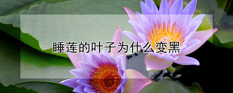 睡莲的叶子为什么变黑 睡莲的叶子为什么发红