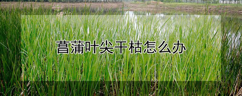菖蒲叶尖干枯怎么办（菖蒲叶尖变干了怎么办）