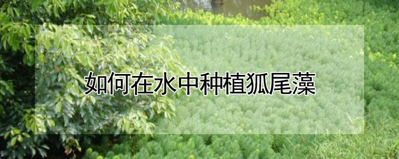 如何在水中种植狐尾藻 如何在水中种植狐尾藻种子