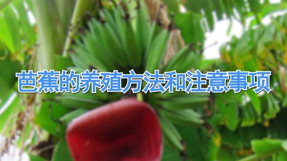 芭蕉的养殖方法和注意事项 芭蕉的养殖方法和注意事项是什么