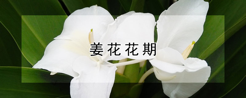 姜花花期（姜花花期多长,一年开几次）