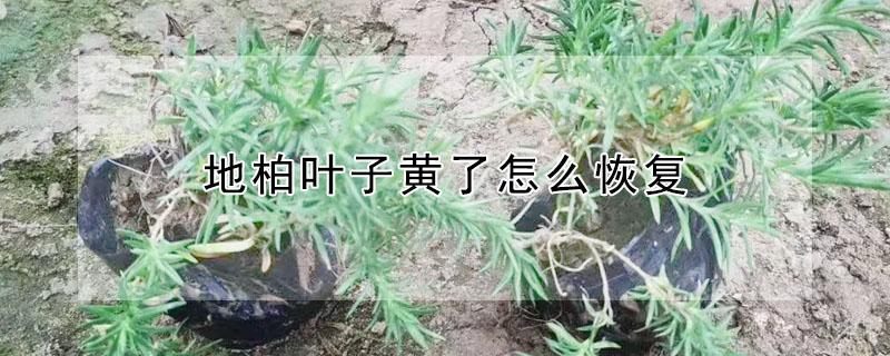 地柏叶子黄了怎么恢复 地柏叶子变黄