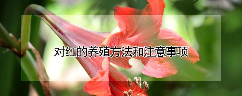 对红的养殖方法和注意事项（对红的养殖方法和注意事项 盆栽）