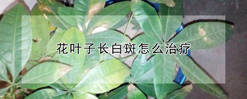 花叶子长白斑怎么治疗（花叶子长白斑怎么治疗好）