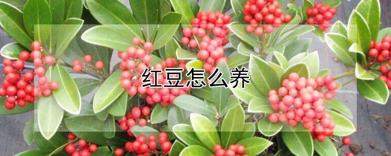 红豆怎么养 红豆怎么养活