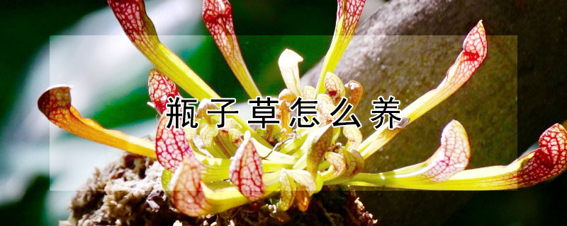 瓶子草怎么养（瓶子草怎么养出大瓶子）