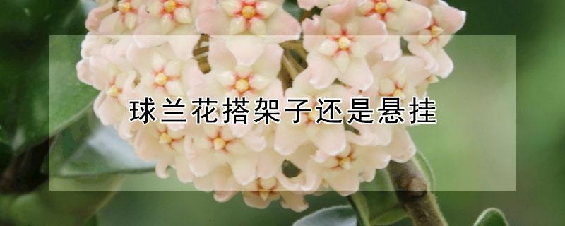 球兰花搭架子还是悬挂（球兰怎么搭架子好看）