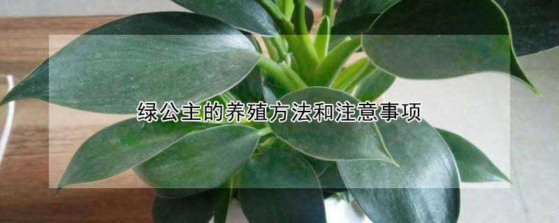 绿公主的养殖方法和注意事项（大叶金钻绿公主的养殖方法和注意事项）