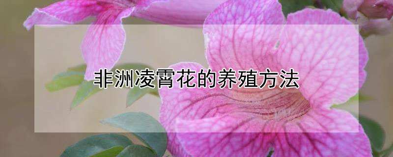 非洲凌霄花的养殖方法 非洲凌霄花的养殖方法和注意事项视频