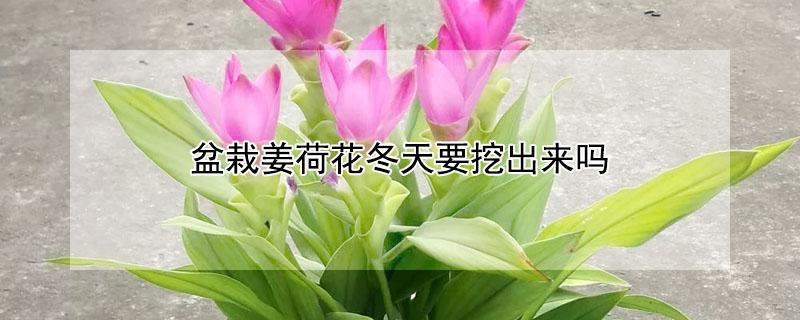 盆栽姜荷花冬天要挖出来吗（盆栽姜荷花冬天要挖出来吗怎么养）