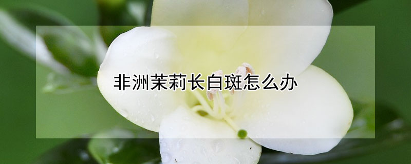 非洲茉莉长白斑怎么办 非洲茉莉叶片白色斑点