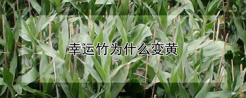 幸运竹为什么变黄（幸运竹为什么变黄色了）