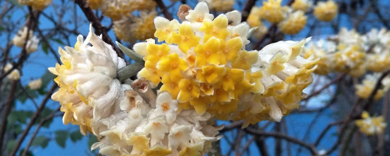 结香花插扦方法 结香花插扦方法视频