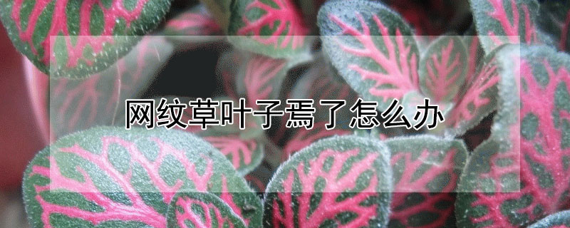 网纹草叶子焉了怎么办（网纹草叶子发软下垂了）