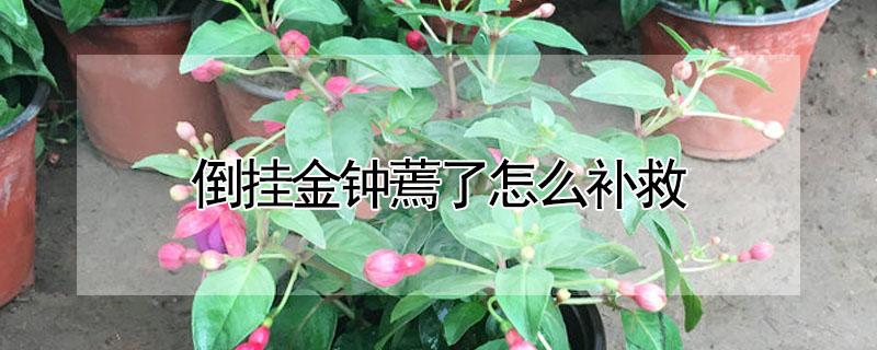 倒挂金钟蔫了怎么补救（倒挂金钟蔫了如何补救）